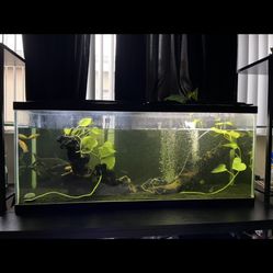 Fish tank 
