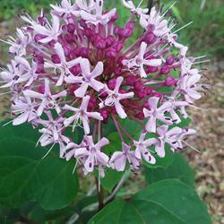 Huge Blooming Beautiful Plant In Beautiful Huge Pot In Weeki Wachee Spring Hill