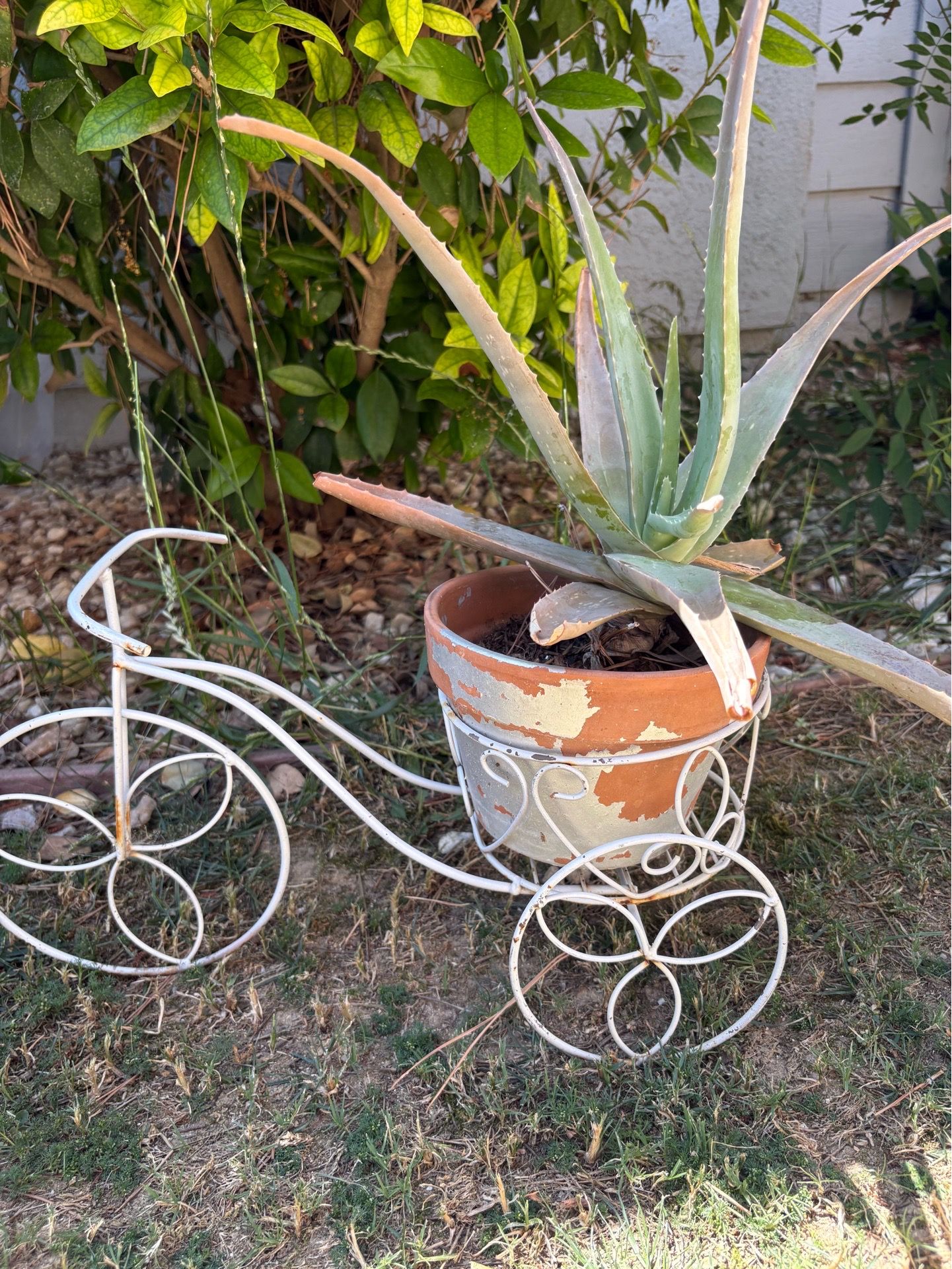 Aloe Vera, ceramic pot in tricycle stand $12