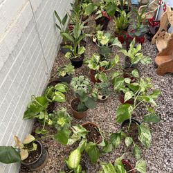 Plants For Sale 10 Each 