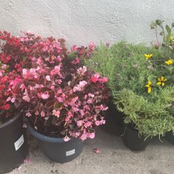 Large Group Of Flowers And Plants 🌱 