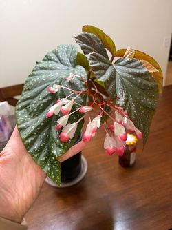 Begonia Live Plant in Bloom