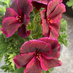 Geraniums 