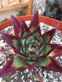Succulents- ebony