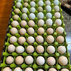 Fresh Chickens Eggs