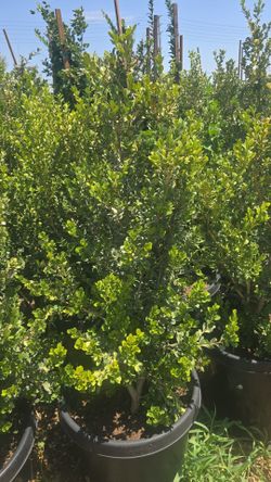 Boxwood