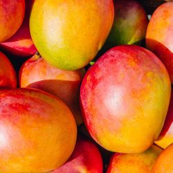 Mango Trees 😃😃🌿🌿🌿🌿
