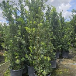 podocarpus over 8 feet tall arecas Instant Privacy Hedge For Fence Green Full 