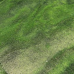 Turf 