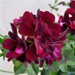 Burgundy Mallow Plants 🪴🌺🍷