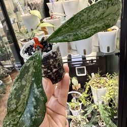 Hoya Pubicalyx Pink Silver Ghost