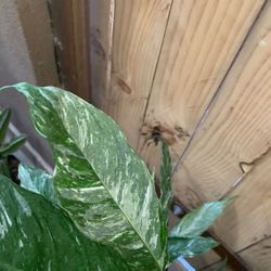 Spath Dominos Indoor Plants 