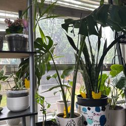 Monstera 