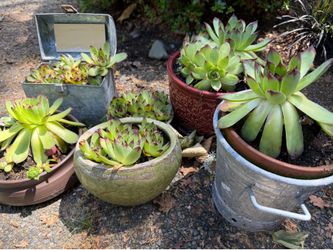 Succulents 5.00 each