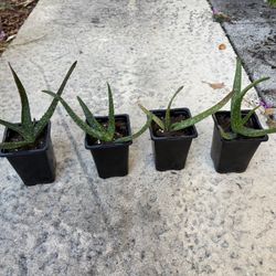 Aloe Plants