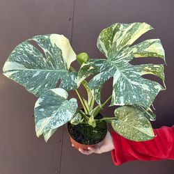 6” monstera créeme brulee