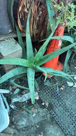 Aloe Plants All Sizes
