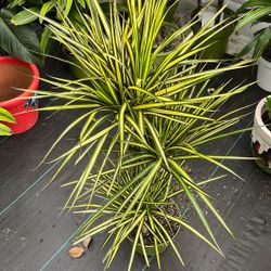 Draccena Kiwi In a 8 Inch Pot