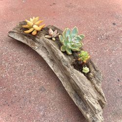 Driftwood Succulent Arrangement 