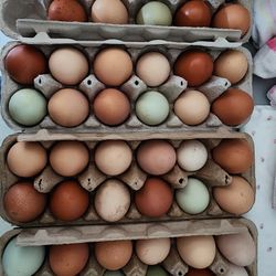 Organic Eggs