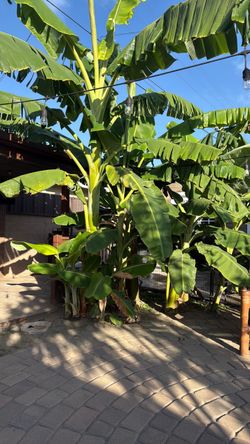 Hawaiian banana trees