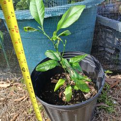 grapefruit from seed around 2 years 