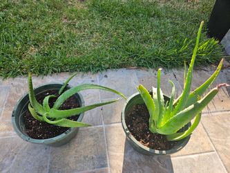 Aloe Vera Plant 🪴 both for $10 🪴