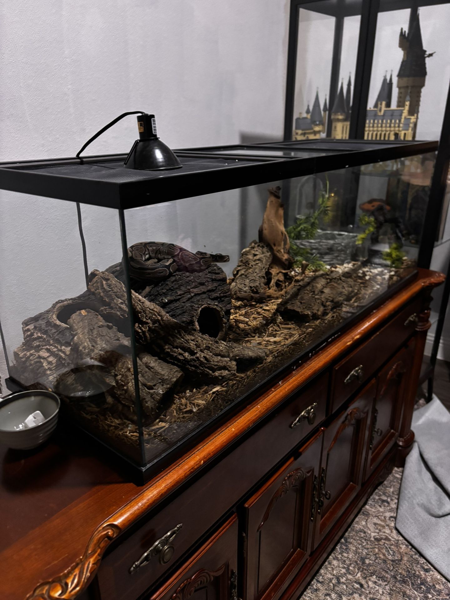 Ball Python, Full Tank And Full Setup