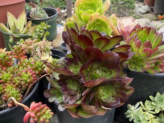 Succulents