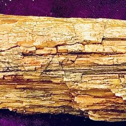 Petrified wood found in Arizona  $5