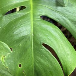 Variegated Monstera Albo Low Variegation Plant Cutting