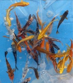 Japanese koi