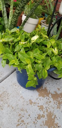 beautiful green plant with white flowers