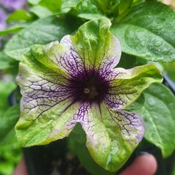 Rare Large Plum Cockatoo Petunia Flower Plants! Several Colors Avaialble! Intriging Green And White Variagated Flower With Midnight Purple Veins! Very