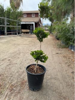 3 tier boxwood 5 gal