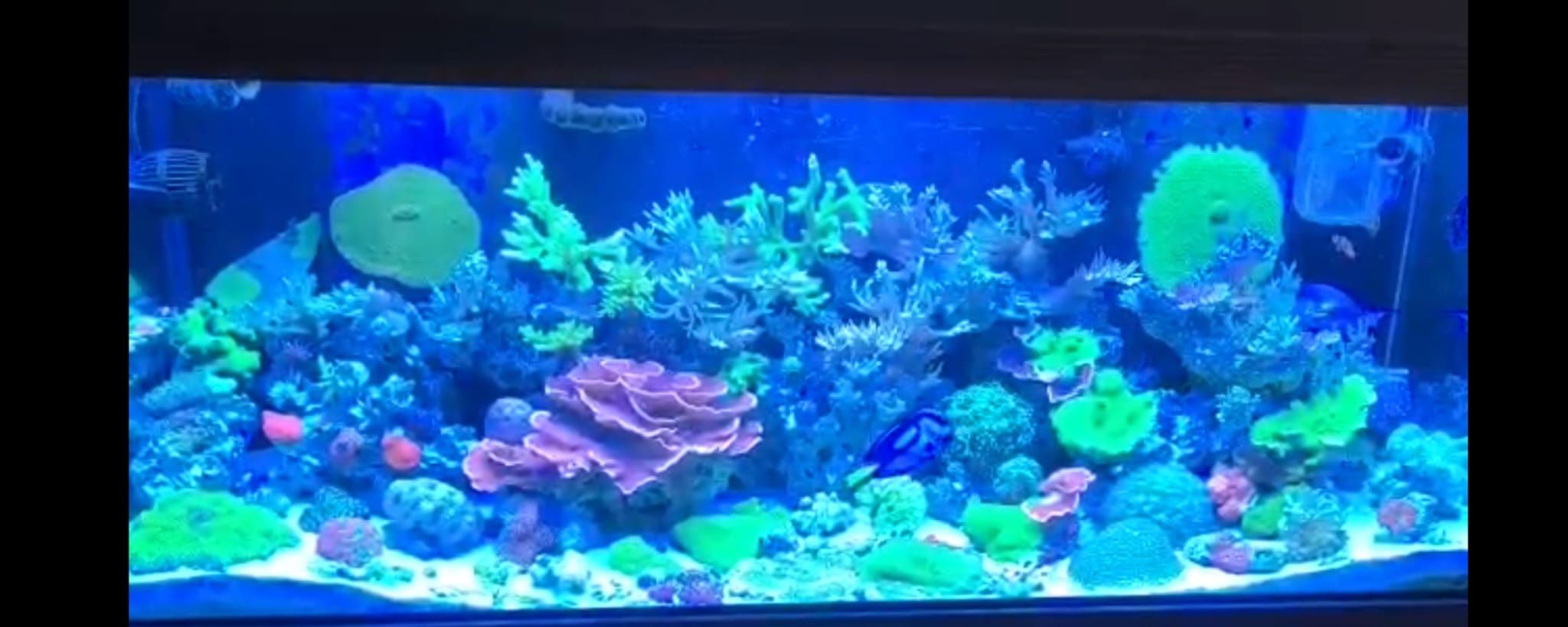 Aquarium fish tank For Sale 