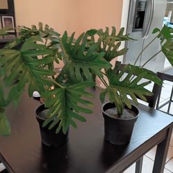 Set of Monstera Plants fAux