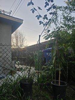 Raspberry plant