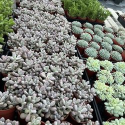 New 4” Succulents Just Arrived Today $3 Each 