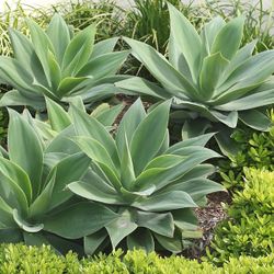 🏡  Easy To Grow 🪴 AGAVES .. .   Very 💦 Wise 