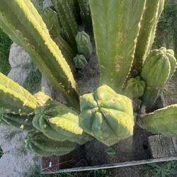 San Pedro Cuttings