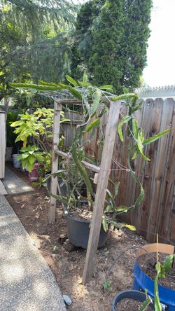 Dragon fruit 6 foot tall on pot