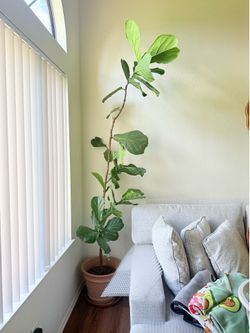Fiddle Lead Fig