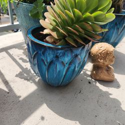 aeonium succulent plant and blue ceramic pot 