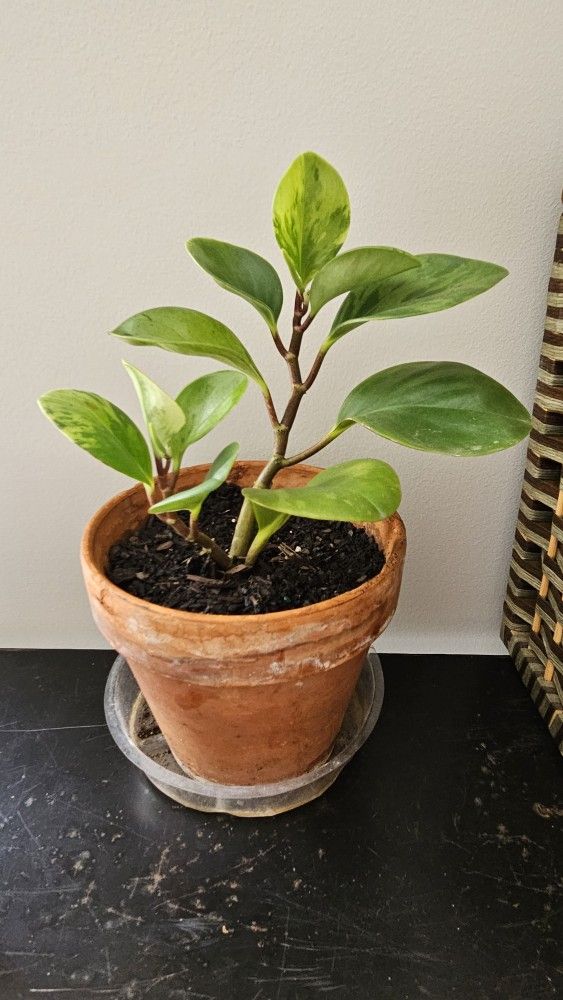 Varigated Baby Rubber Plant