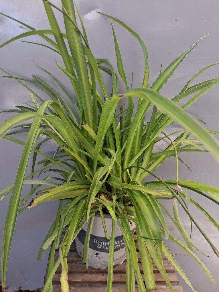 Large spider plant