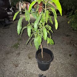 Ataulfo Mango Tree 