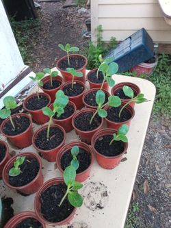 Plant