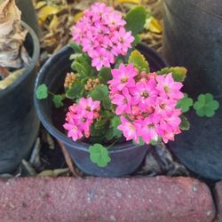 Pink Kalanchoe 