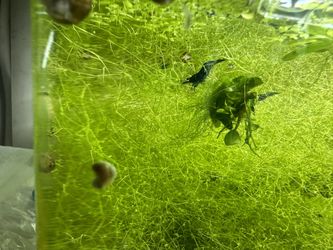 Riccia Aquarium Plant